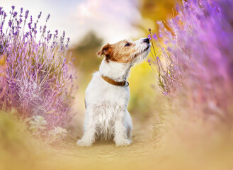 Beautiful happy pet dog smelling flowers in the purple lavender herbal field in summer