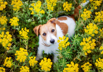 Cute pet dog puppy listening in the herbal flower field. Spring, easter, summer concept.