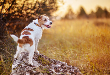 Obedient happy pet dog waiting on a rock. Outdoor walking, hiking. Healthy lifestyle.