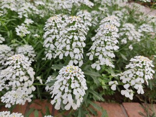 Iberis or candytuft (Annual or evergreen candytufts) plant in the park