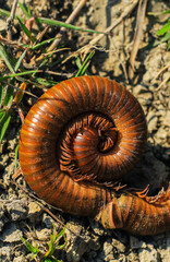 Black millipede. Centipede under the scientific name spirostreptus seychellarum.