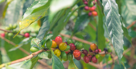 Coffee beans, fruit ripen on a tree, fresh coffee, fresh red berry, cherry branch, Arabica, Robusta, kopi farm and plantations industry agriculture on tree are ready to be harvested from the plants