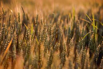 Obraz premium Farmers wheat field harvest, close up shot of the wheat plant.
