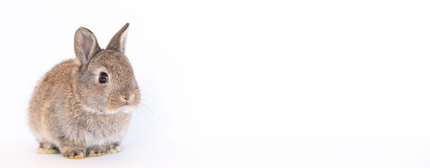 Red-brown cute baby rabbit isolated on white background. Lovely brown rabbit sitting.banner copy space