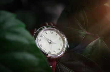 Women's leather watch on the leaves of a branch. Solar side light, sun ray