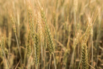 Farmers wheat field harvest, close up shot of the wheat plant.