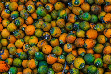 Orange betel nuts or Areca catechu nut fruit bunches in its palm tree. Betel nut is the seed of the...