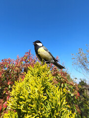 Mésange charbonnière