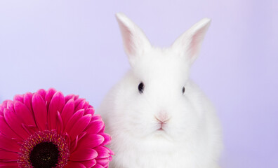 light bunny baby rabbit with big red flower on background