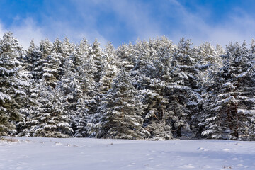 snow covered trees in the mountains of guadarrama national park, in Madrid