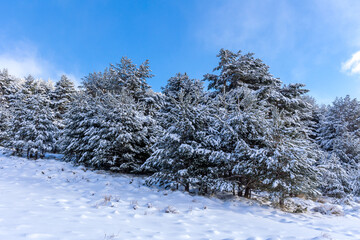 snow covered trees in the mountains of guadarrama national park, in Madrid