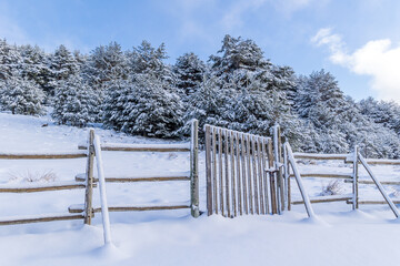 snow covered trees in the mountains of guadarrama national park, in Madrid