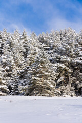 snow covered trees in the mountains of guadarrama national park, in Madrid