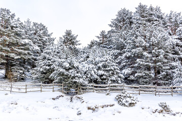 snow covered trees in the mountains of guadarrama national park, in Madrid