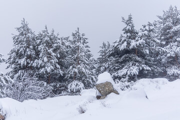 snow covered trees in the mountains of guadarrama national park, in Madrid