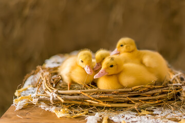 Little yellow ducklings are sitting in a nest with hay. Easter concept, selective focus