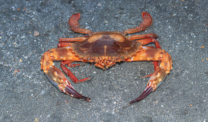 Close-up and selective focus on red sand crab at Sonadia Island, Kutubjom Union, Bangladesh.  Red crab on the beach. 