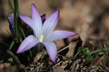 Fiore selvatico
