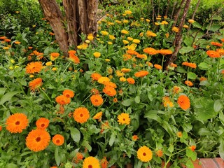 Calendula officinalis (pot marigold, common marigold, ruddles or Scotch marigold) colourful flowers...
