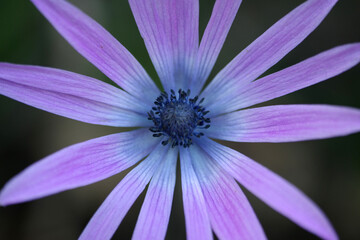 Fiore selvatico
