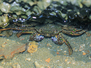 Common green grey striped sea crab on the beach. Common green grey striped sea crab hiding in the crack of the coral reef wall.