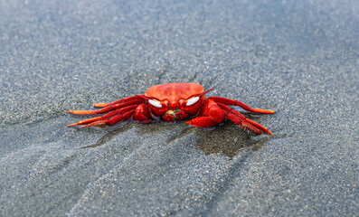 Close-up and selective focus on red sand crab at Sonadia Island, Kutubjom Union, Bangladesh.  Red crab on the beach. 
