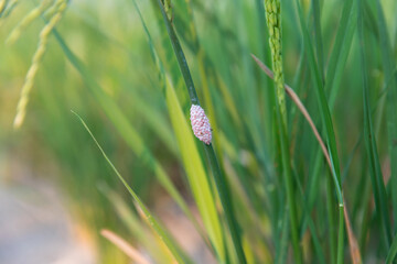 Channeled applesnail egg on rice green plant. Pink snail eggs cluster of Golden applesnail. 