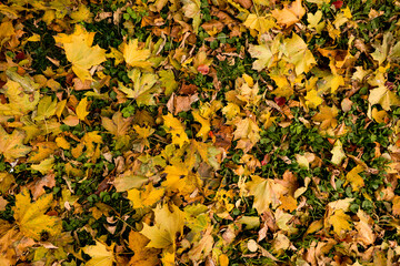 autumn leaves background