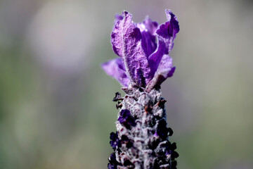 Lavanda