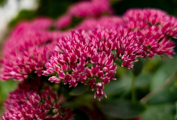 close up of a pink dahlia