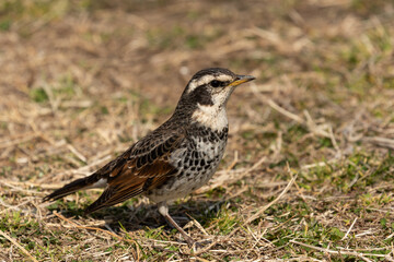 日向に立つツグミ