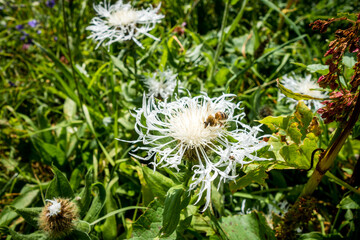 Closeup view of a bee pollinating a centaurea flower