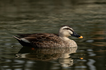 初春のカルガモ