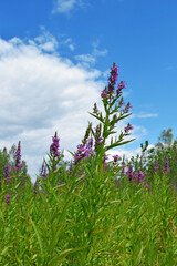 Blooming cypress against the blue sky.Useful Ivan tea in the meadow.