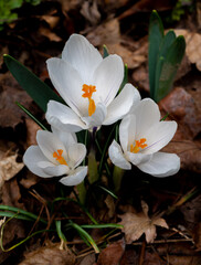 Three White Spring Crocus Blooms 