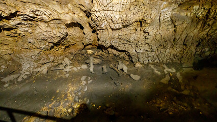 The bear cace pestera ursilor at chiscau in romania