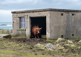 Highland cow hiding from the weather in an old byre