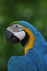 Close up head the Blue and yellow macaw parrot bird in garden