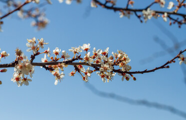 An apricot flowering on a branch ,Spring flowers blossom. Orchard.Springtime