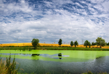landscape with lake and trees   green water blooming water
