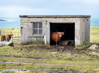 Highland cow hiding from the weather in an old byre