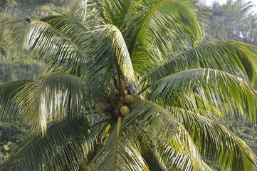 Obraz premium Coconut tree with young coconuts in the Caribbean.