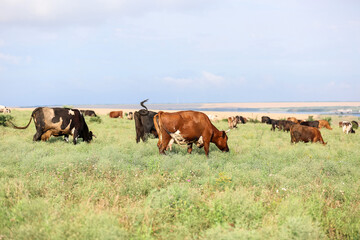 Many cows grazing on green pasture