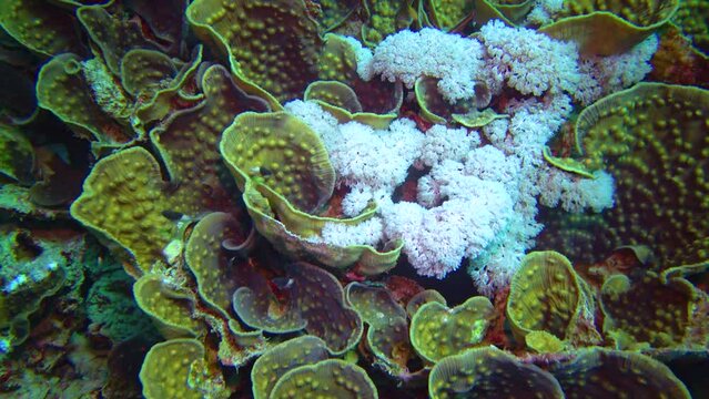 Soft corals catch plankton with their tentacles among Yellow waver coral (Turbinaria mesenterina) on a coral reef in the Red Sea