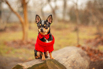 Pet on a walk. Chihuahua dog in clothes in a red sweater.