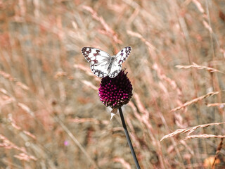 butterfly on a flower