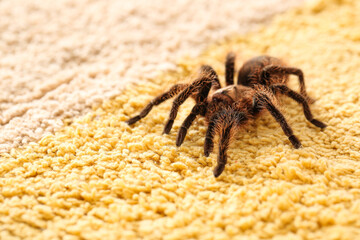 Scary tarantula spider on carpet