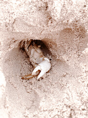 crab on the sand