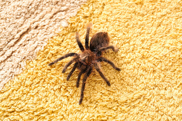 Scary tarantula spider on carpet