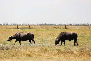 Naklejka na ściany i meble Big bulls in wildlife sanctuary